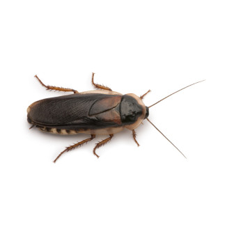 Blaptica dubia 10uu
