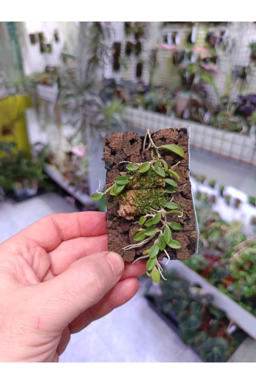 Barbosella cogniauxiana