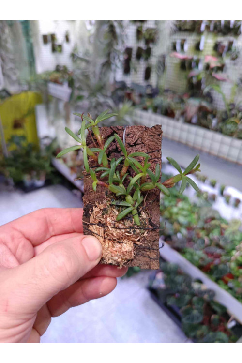 Mediocalcar decoratum