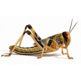 Langosta
