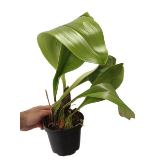 Bulbophyllum graveolens