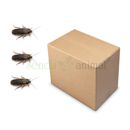 Blaptica dubia 50uu